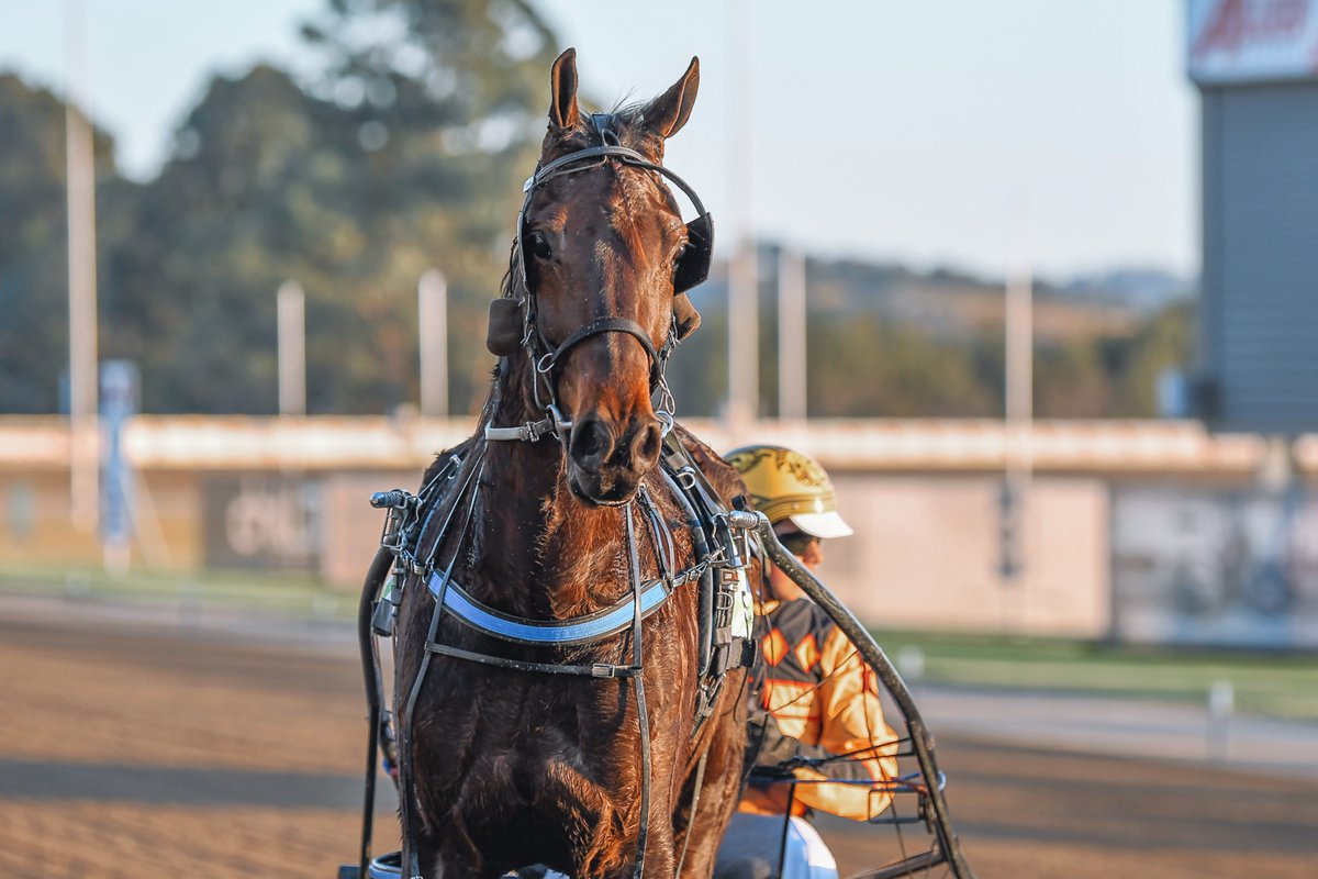 Club Menangle tweet media