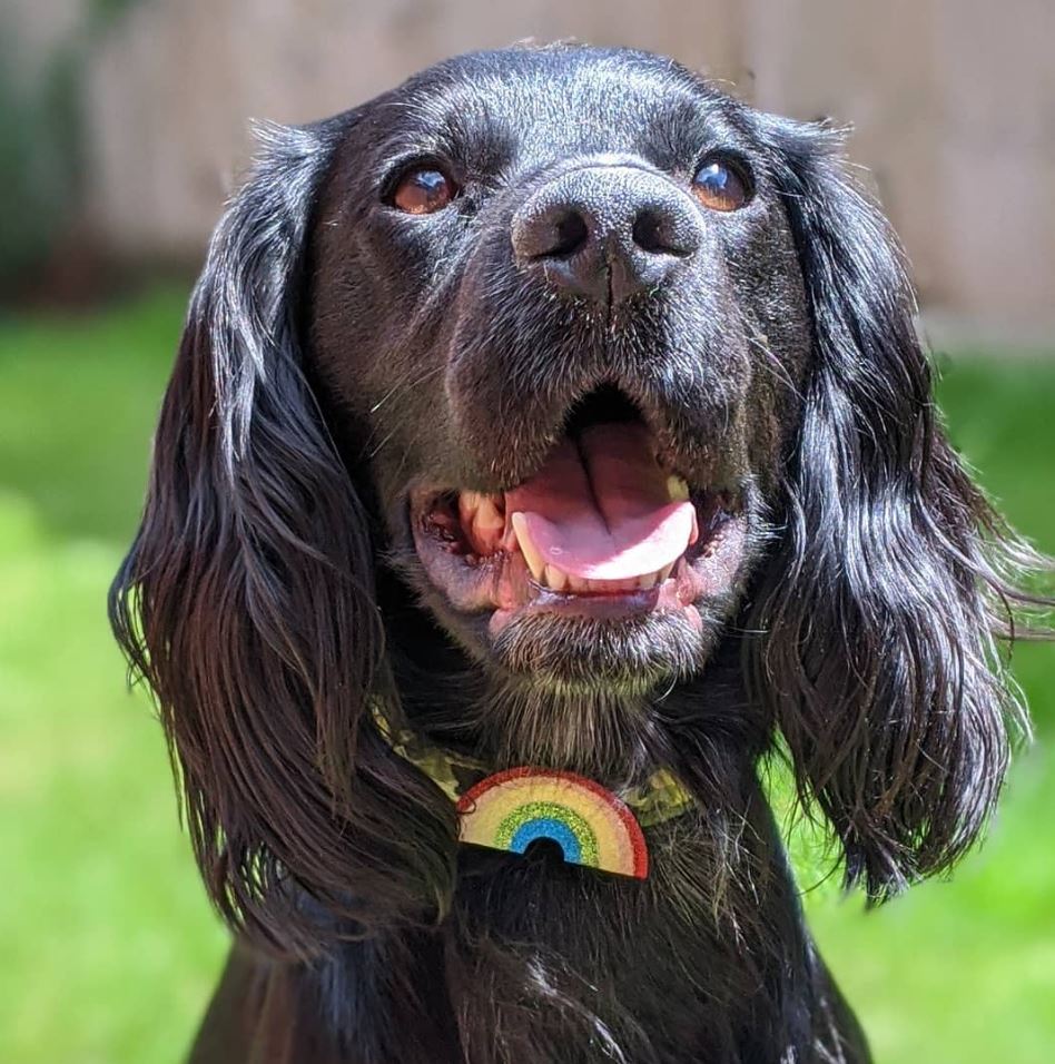 petsukofficial's tweet photo. How gorgeous do these dogs look wearing our NHS rainbow charms🌈💙 Not got yours yet? Shop now 👉 https://t.co/Woau8FTagz
Remember to tag us with #pawsandapplause
📸 (cockerspaniel_barney, oscar_magorium, wiilowandnellie mellietheminiaturepoodle on IG) https://t.co/r7aw9xhItq