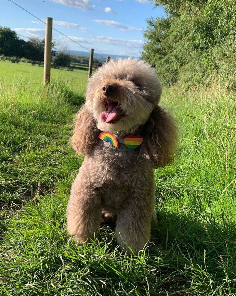 petsukofficial's tweet photo. How gorgeous do these dogs look wearing our NHS rainbow charms🌈💙 Not got yours yet? Shop now 👉 https://t.co/Woau8FTagz
Remember to tag us with #pawsandapplause
📸 (cockerspaniel_barney, oscar_magorium, wiilowandnellie mellietheminiaturepoodle on IG) https://t.co/r7aw9xhItq