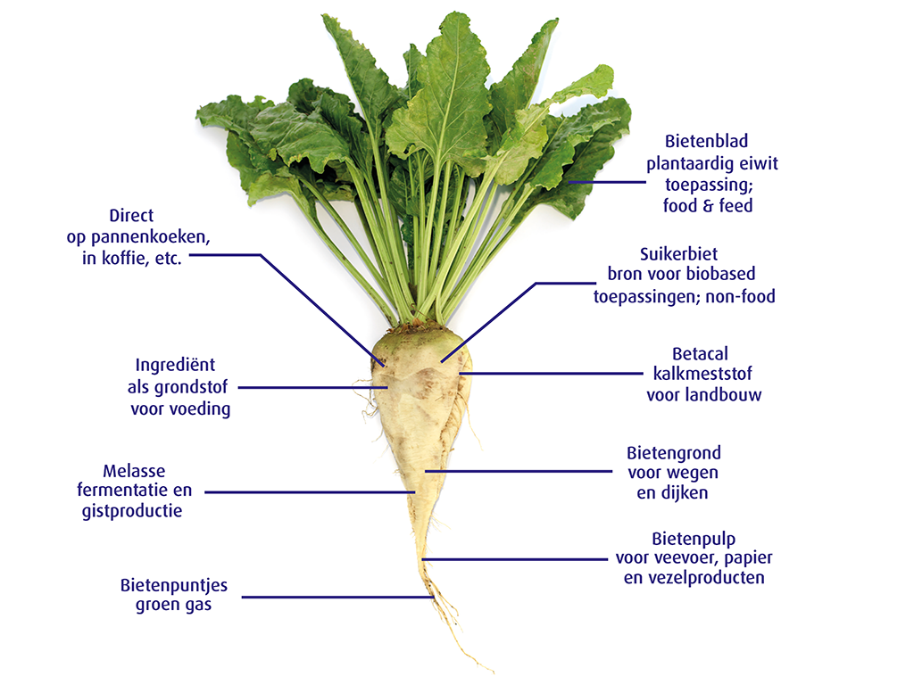 SER_NL's tweet photo. Uit veel natuurlijke producten kunnen we meer halen dan we nu doen #biomassa. Lees in #SERmagazine hoe @CosunBeetCo - voorheen #Suikerunie - uit een suikerbiet veel meer haalt dan alleen suiker.
https://t.co/Gm5ndLqYwb https://t.co/6ODSCNUr8E