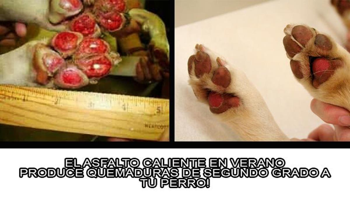 guardiacivil's tweet photo. Cuando hace mucho calor la superficie del suelo coge una alta temperatura y si caminas descalzo te quemas, pues a tu perro le sucede lo mismo.

Piensa en él, si tú no puedes apoyar la palma de la mano más de 7" tu mascota tampoco. 

#YoSiPuedoContarlo https://t.co/NK0DWI8EOh