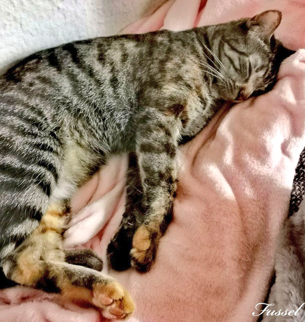 Fussel_the_Cat1's tweet photo. Ich mach mich nochmal schnell lang und dann kann der Tag beginnen.

Guten Morgen. https://t.co/3f8Ibqu3Ox
