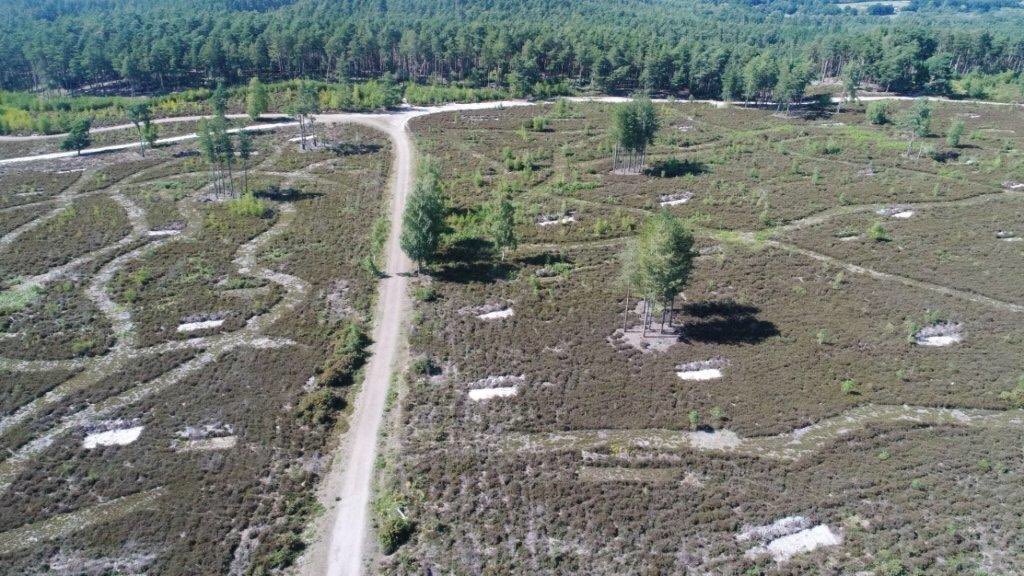 NatureBftB's tweet photo. A bit like ‘snakes and ladders’- the mown strips and #bareground create an interesting mosaic at the field cricket release area at Farnham Heath @RSPBEngland @HeritageFundL_S @NaturalEngland @Buzz_dont_tweet https://t.co/WLln5ATdms