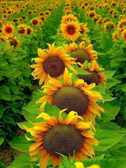 JafDara's tweet photo. @itsesraa998 https://t.co/aG1n4bLmpg