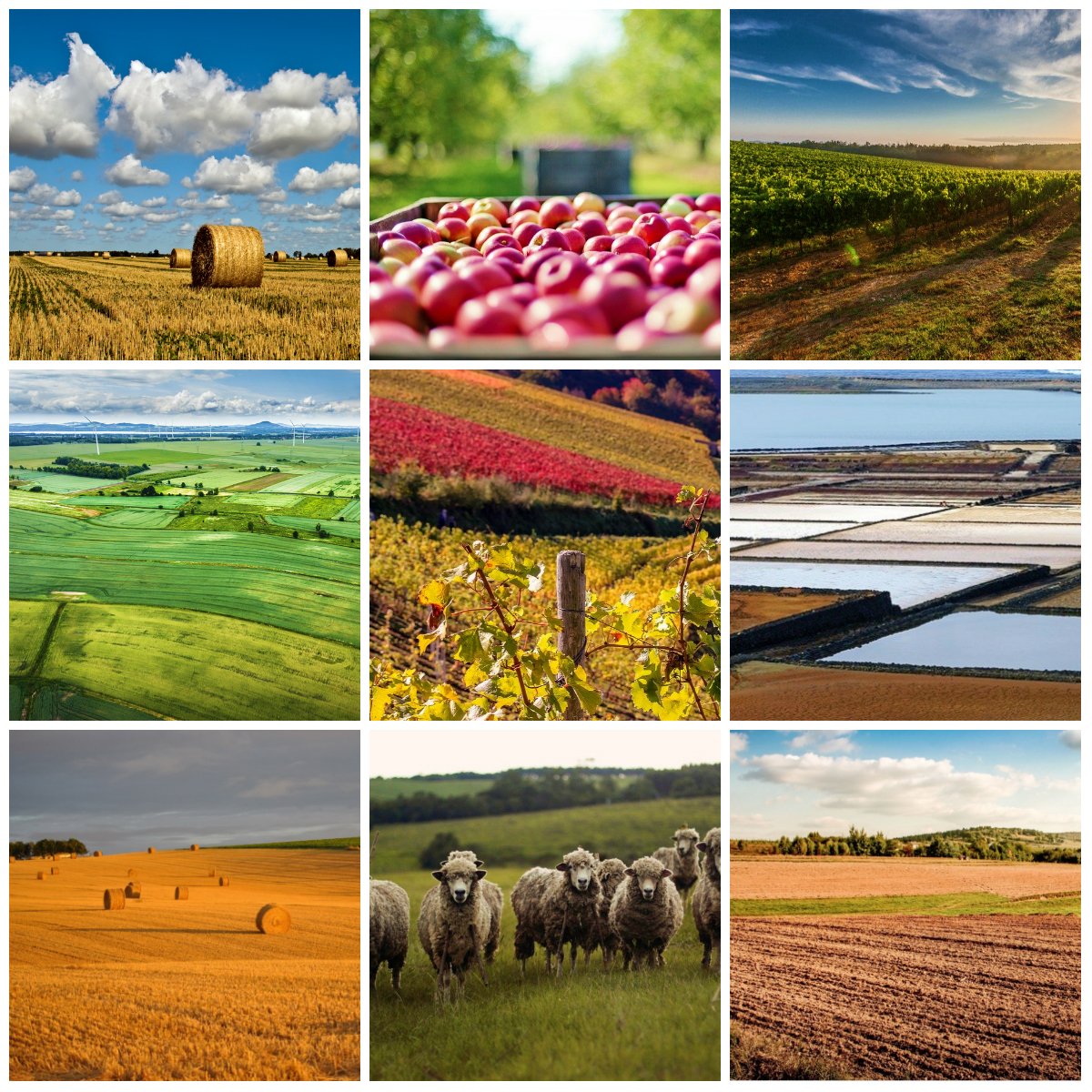 JeunesAgriculteurs49 tweet media