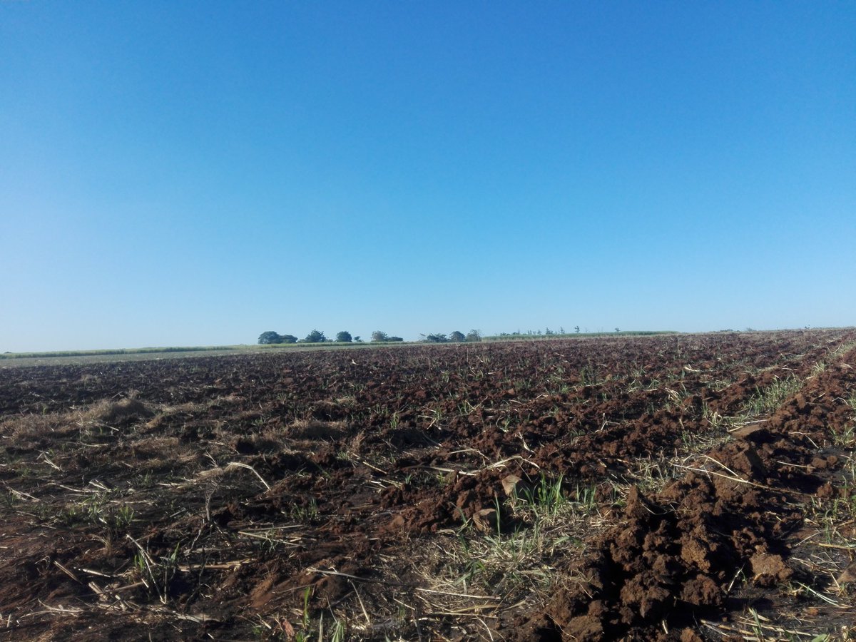 SavannahSamas's tweet photo. Real champions are made in the ring!
#GoodMorning
#SugarCane
#FarmingZim https://t.co/WTGxW1TtvB