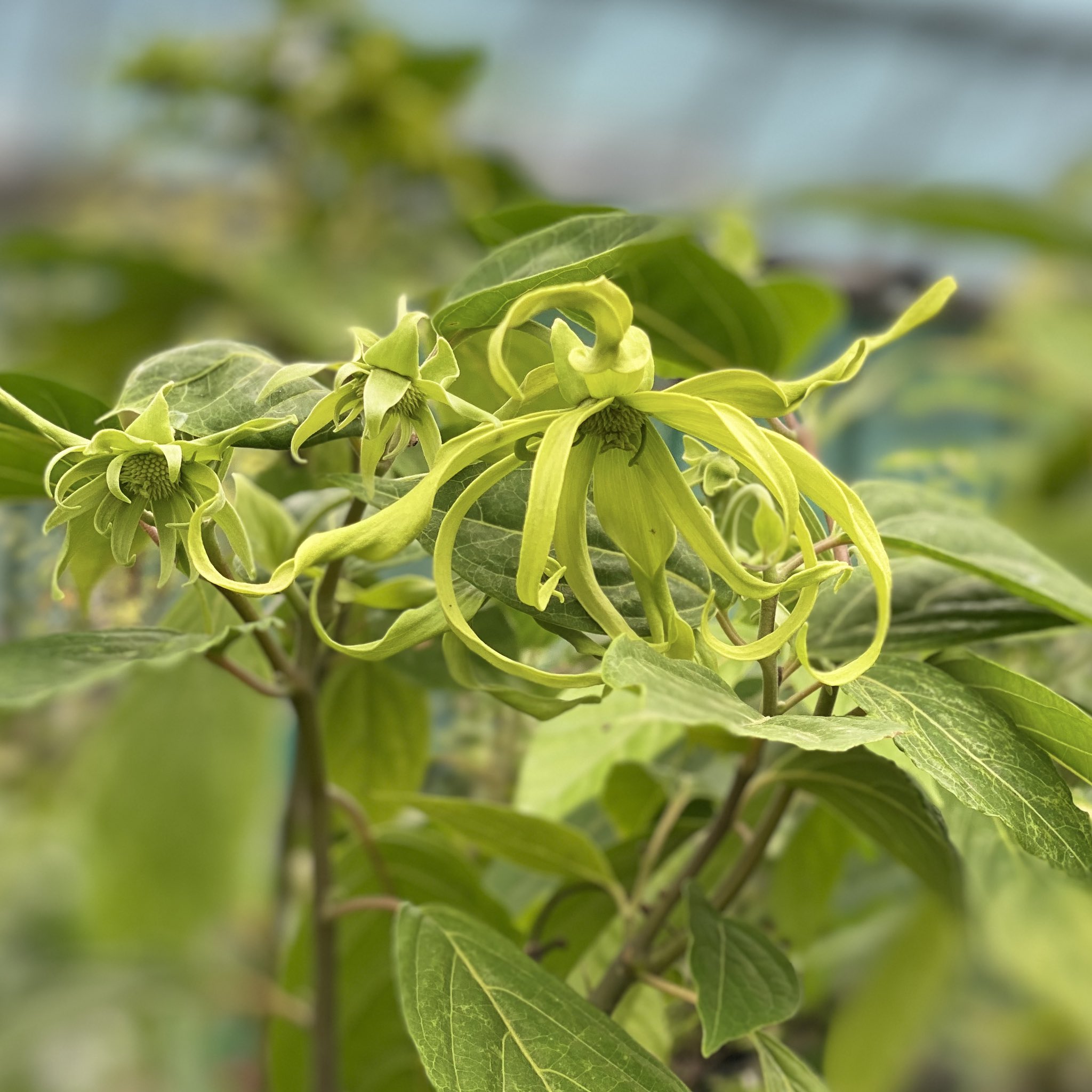 イランイランの木 Twitter Search Twitter