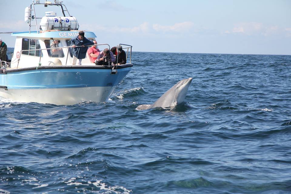 Wildsea_EU's tweet photo. Trip alert for our Irish #NativeExplorers!
Looking for adventure along the #WildAtlanticWay?
Join #InishowenBoating on a #boattrip to Inishtrahull island on Wednesday or Thursday this week and explore the stunning landscape of this magic island off the coast of #MalinHead. https://t.co/cWJezdSKSo