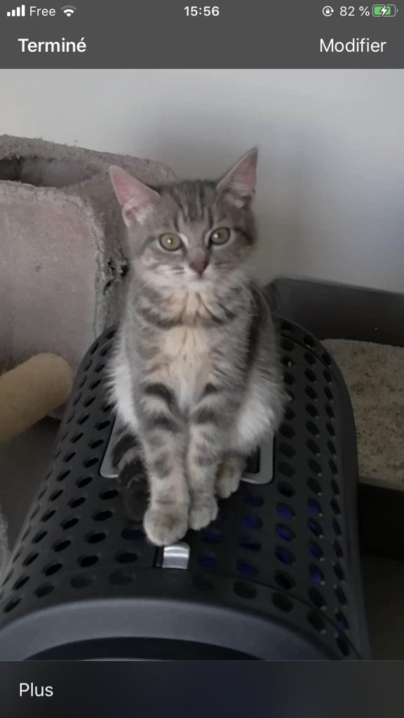 RefugedeBuigny's tweet photo. #Modja
🐱A LA RÉSERVATION 🐱
Modja est une petite femelle de 2 mois et demi 😁 elle est curieux, vive et très joueuse ☺️ elle est toujours la première à venir voir ce qu’il se passe, elle est également très gourmande 😬 Elle ronronne très facilement et est plutôt câline + https://t.co/H9c5S7VyXQ