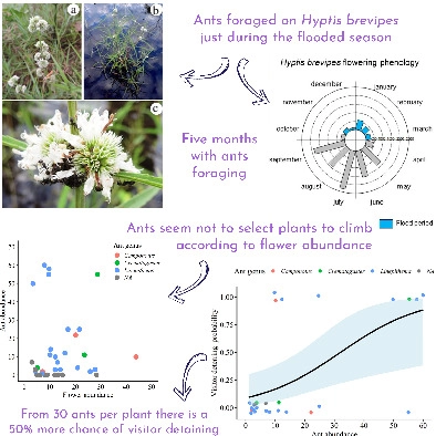 InsectDiversity's tweet photo. and if the Hymenoptertists were feeling left out @Ecol_Ent caters for them too Ants climb plants because they cannot swim: ant presence on flowers during the flood season reduces the frequency of floral visitors https://t.co/Ad05cxvbnI https://t.co/xQIw8MAIwB