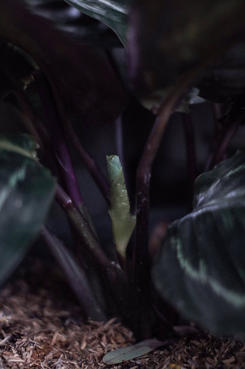ksmsnap's tweet photo. ไม่ใช่คนปลูกพืชหวังผล แต่หวังใบ 😂
#ออกใบใหม่เยอะๆ��ะลูก #houseplants https://t.co/NOUekYFCKL