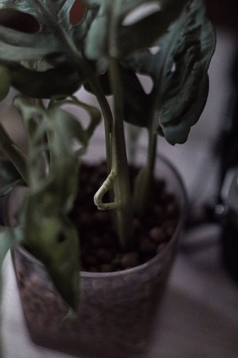 ksmsnap's tweet photo. ไม่ใช่คนปลูกพืชหวังผล แต่หวังใบ 😂
#ออกใบใหม่เยอะๆ��ะลูก #houseplants https://t.co/NOUekYFCKL