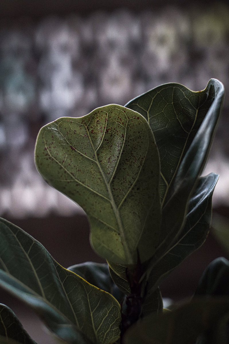 ksmsnap's tweet photo. ไม่ใช่คนปลูกพืชหวังผล แต่หวังใบ 😂
#ออกใบใหม่เยอะๆ��ะลูก #houseplants https://t.co/NOUekYFCKL