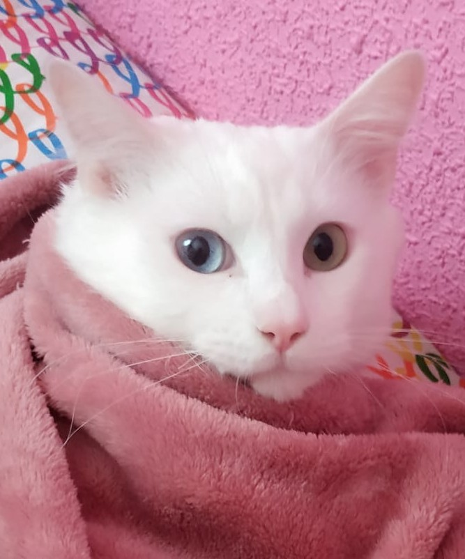 aytocabanillas's tweet photo. SE BUSCA AL GATO PIKI

Unos vecinos de Cabanillas han perdido a su gato, Piki. Se escapó en la madrugada del pasado domingo al lunes, y no ha regresado a su casa, en el barrio del Mirador.

Si alguna persona lo ve, se ruega que avise al teléfono 670507647. https://t.co/hTH91VpjVn