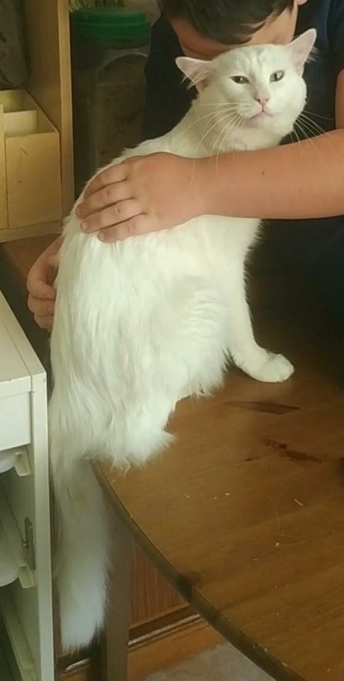 aytocabanillas's tweet photo. SE BUSCA AL GATO PIKI

Unos vecinos de Cabanillas han perdido a su gato, Piki. Se escapó en la madrugada del pasado domingo al lunes, y no ha regresado a su casa, en el barrio del Mirador.

Si alguna persona lo ve, se ruega que avise al teléfono 670507647. https://t.co/hTH91VpjVn