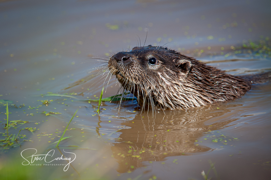 stevecush1's tweet photo. An otter pops its head up on 21st July 2011. #otter https://t.co/yQkSg7PIY4