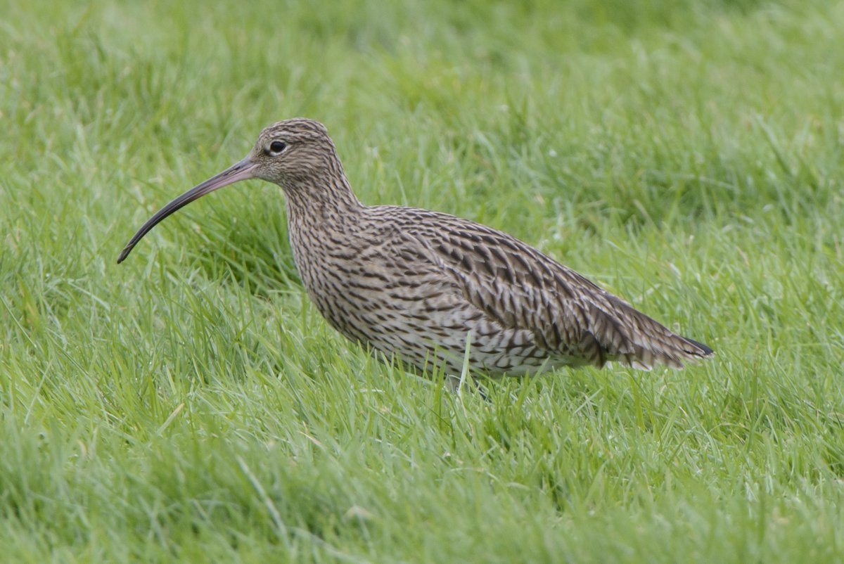 JAppliedEcology's tweet photo. European bird declines: Do we need to rethink approaches to the management of abundant generalist predators?

New Policy Direction paper by @barryjmcmahon et al, published today and free to read here: https://t.co/EeZJLGtmgb https://t.co/7OZNZCXt6n