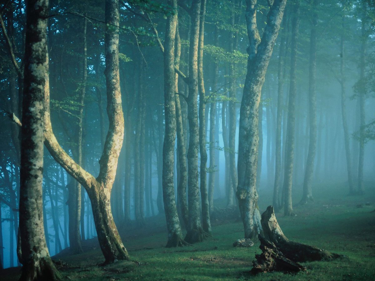 awilliams_a's tweet photo. Good morning all! The rain will stop, the night will end, the hurt will fade. Hope is never so lost that it can't be found. ~ Ernest Hemingway born OTD 1899
📷 The magic forest Hemingway fall in love with: Irati forest. https://t.co/K4vG8ZBQRd
