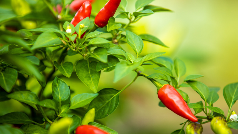 TXPlantGuy's tweet photo. Was your North Texas garden less than fruit full this Spring? NOW is the time to get growing for Fall! 7 Veggies you can plant THIS Week! https://t.co/41tG65GgjU https://t.co/C9gKdAe4cF