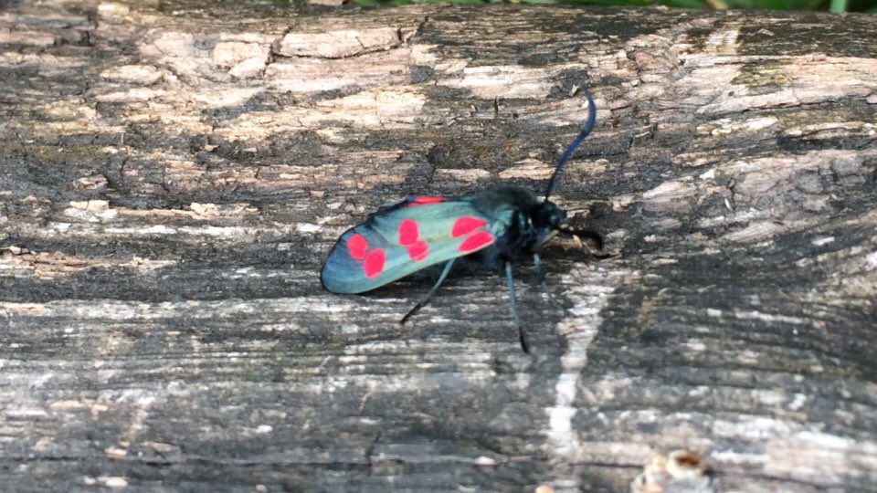 muppetmini's tweet photo. @ShropsWildlife spotted this at Granville Nature Reserve never seen one of these before https://t.co/GlTsyMtyrM