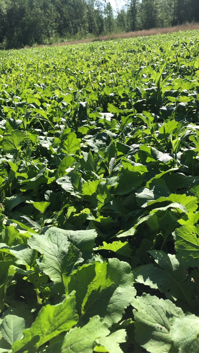 H2O_Fowler's tweet photo. Food plot is looking good!
#FrigidForage https://t.co/NtvbI8msnw