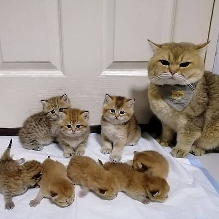 CatsFanus's tweet photo. Big family😻💕
Do you love this family??
#kittycatmeow #kittycatswag #smallkitten #kittenbath #catlady #catmother #catmum #crazycatlady #catobsession #canadiancat #americancat #adorablecat #cutekitties #ilovemycat #catloversclub #catsarelife #catlove #funnycats #funnycat https://t.co/PWMElGLsI2