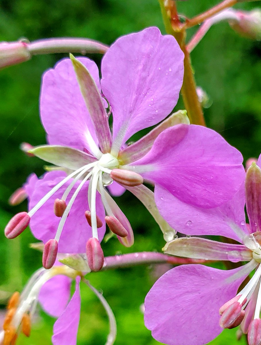 Forestwalk's tweet photo. Nature adds pink to the forest flower garden.

#TwitterNatureCommunity #forestwalker #flower #forestflower  #Woodlands_and_Water #forestphotography  #NaturePhotography  #insidemyphotographyworld #gratitude #Womeninwood     #ontarionature  #forests_ontario  #naturecanada https://t.co/tTa1sKUwZ4