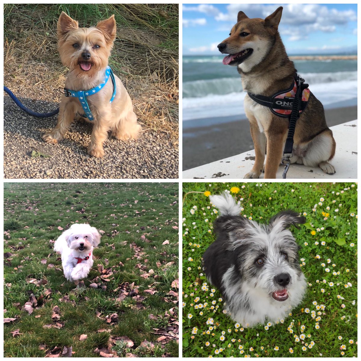 Marta_Serrano7's tweet photo. Feliz día a los mejores compañeros de vida que se puede tener. Gracias por vuestra lealtad y cariño incondicional 🐶🦊❤️#diainternacionaldelperro #rocky #once #lur #sky https://t.co/f4lF4J3HXF