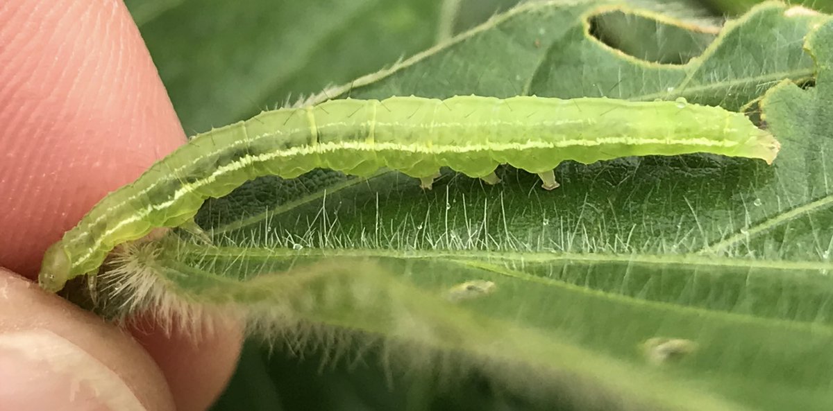 Green cloverworm damage showing up in soybeans to go along with thistle caterpillar and Japanese beetle feeding. Cloverworm differ from soybean loopers in that they have 3 sets of prolegs not 2 - which some of us remember and some look up again🙃