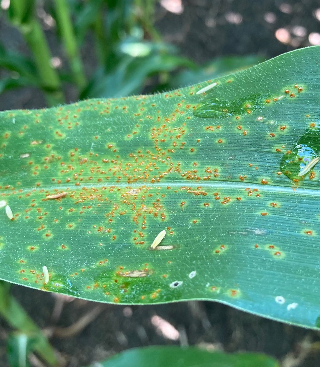 Corn Diseases (@corndisease) / Posts / X