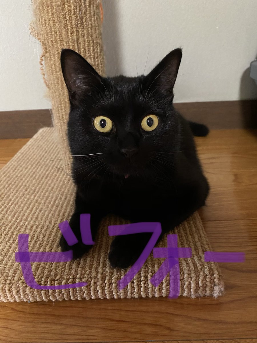 みーにゃん على تويتر 悲報 にゃこちゃんの 白ひげ 抜ける これで完全真っ黒猫 黒猫 にゃこ 唯一一本だけの白ひげ 抜けた 7月21日はにゃこの白ひげが抜けたから白ひげ記念日
