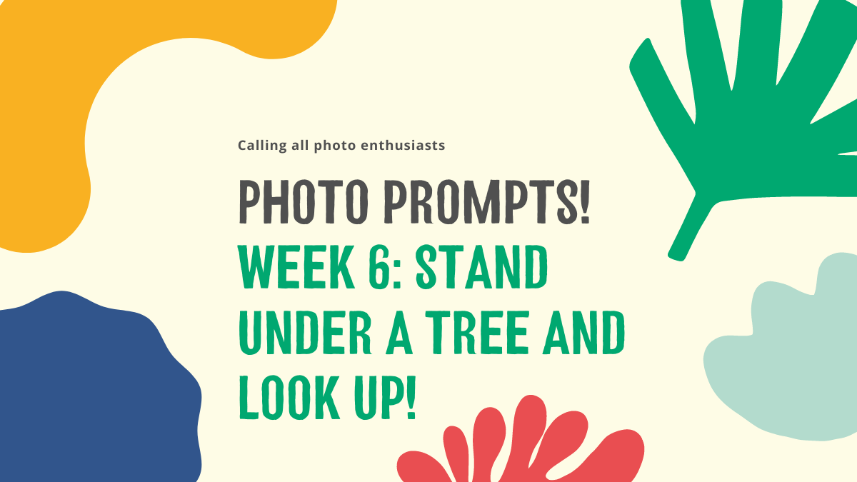 TreesforCities's tweet photo. π³ Join our weekly photo challenge!
πΈ Everyone's welcome to take part - weβd love to see your snaps! Tag your photos #TFCsnaps so we can share them and brighten up everyone's timelines β¨
π Learn more: https://t.co/Ix9AssesGX #CharityTuesday https://t.co/tBTPw2Twdy