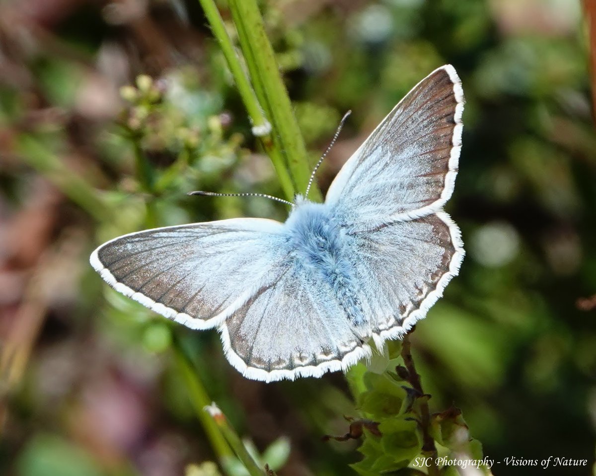 SachaCrowley71's tweet photo. It was all about the 'blues' on Saturday at Tout Quarry, with the Chalkhills and Commons looking particularly good #ButterflyDays #ButterflyCount #bbcwildlifepotd #TwitterNatureCommunity #naturematters #NaturePhotography #solaceinnature #wildlifephotography #amateurphotography https://t.co/xjVgxhK3Uy