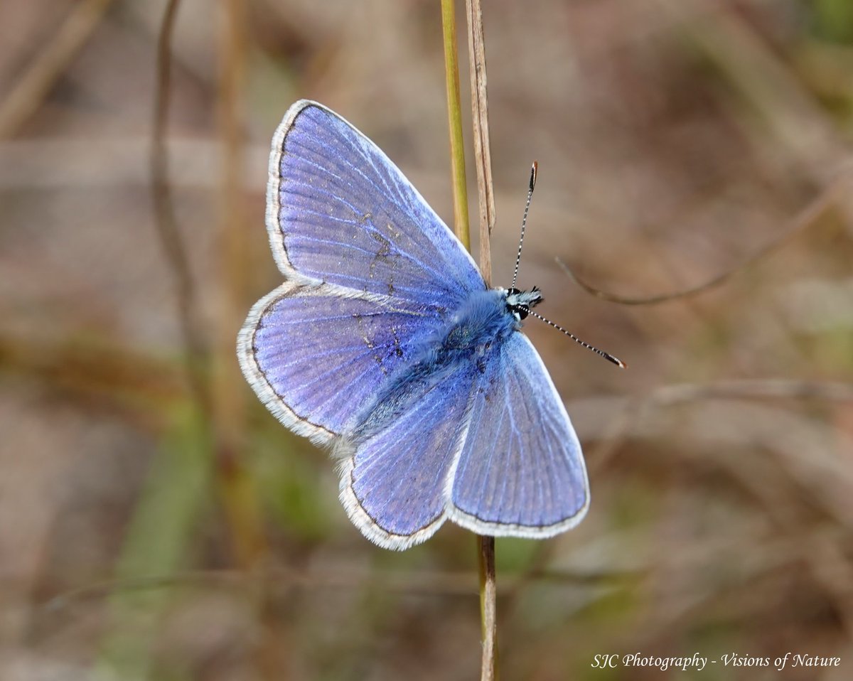SachaCrowley71's tweet photo. It was all about the 'blues' on Saturday at Tout Quarry, with the Chalkhills and Commons looking particularly good #ButterflyDays #ButterflyCount #bbcwildlifepotd #TwitterNatureCommunity #naturematters #NaturePhotography #solaceinnature #wildlifephotography #amateurphotography https://t.co/xjVgxhK3Uy