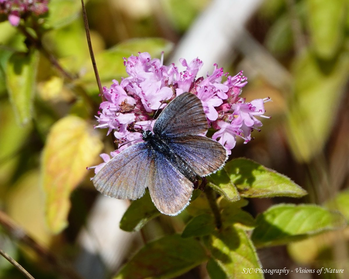 SachaCrowley71's tweet photo. It was all about the 'blues' on Saturday at Tout Quarry, with the Chalkhills and Commons looking particularly good #ButterflyDays #ButterflyCount #bbcwildlifepotd #TwitterNatureCommunity #naturematters #NaturePhotography #solaceinnature #wildlifephotography #amateurphotography https://t.co/xjVgxhK3Uy