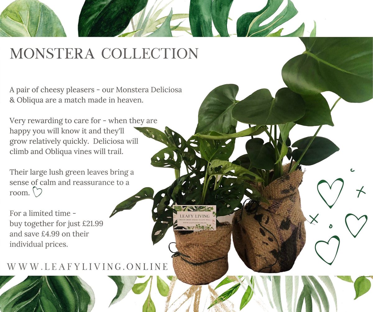 Lets_Get_Leafy's tweet photo. We thought we'd focus on air purifying  &amp; the benefits that houseplants can bring to your home 💚 

Monstera are a large-leafed philodendron plant, and have been shown to be one of the most effective for reducing air pollution 🌿

(plus - who doesn't love the 1970's right?! 🕺) https://t.co/juk0OFqEjF