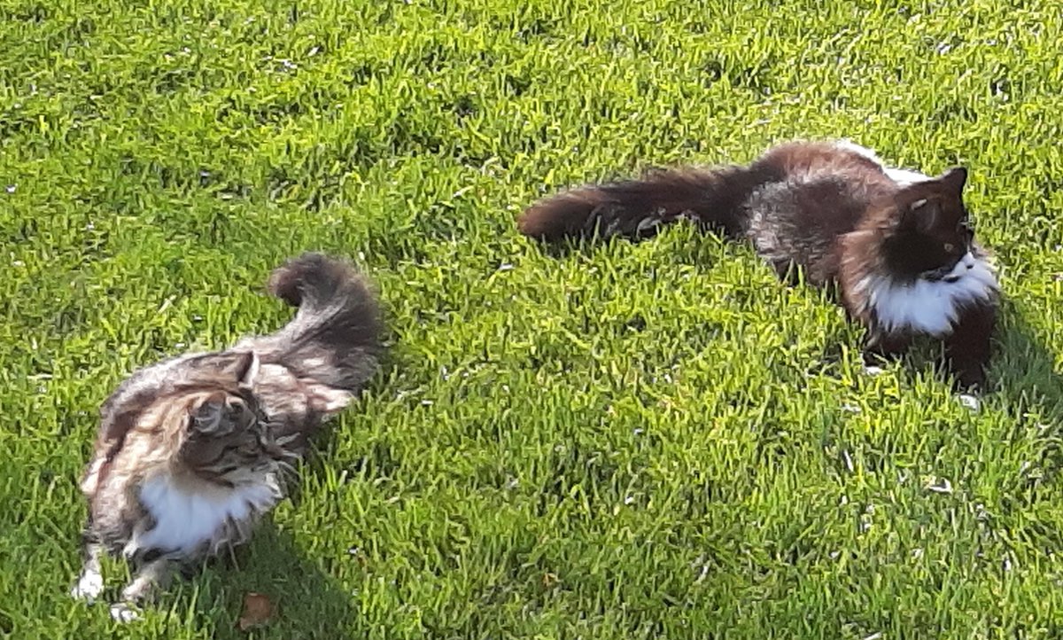 BrayVet's tweet photo. Has anyone seen these cats, both missing from the Rathmichael area  in the past two weeks? https://t.co/eME4rUOnFt