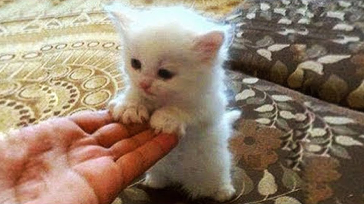 MeowMoeDotCom's tweet photo. OMG So #Cute #Cats β₯ Best Funny # ...
#Cats #Cat #Kittens #Kitten #Kitty #Pets #Pet #Meow #Moe #CuteCats #CuteCat #CuteKittens #CuteKitten #MeowMoe #CatFails #CatLogic #CatReact #CatReaction #CatVideos #Catslandtv #CuteCat #CuteCatVideos
https://t.co/76LtCLenJw https://t.co/1ZOtojWQJ4