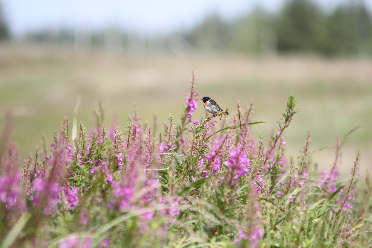 WildIslayBirds's tweet photo. We have been out &amp; about over the last few weeks checking locations &amp; wildlife and everything still seems to be there. There are deer on the hills, otter along the shore and plenty of birds about. So here are some things that fly. Hopefully  we will open bookings again soon. https://t.co/up6dtZFKyu