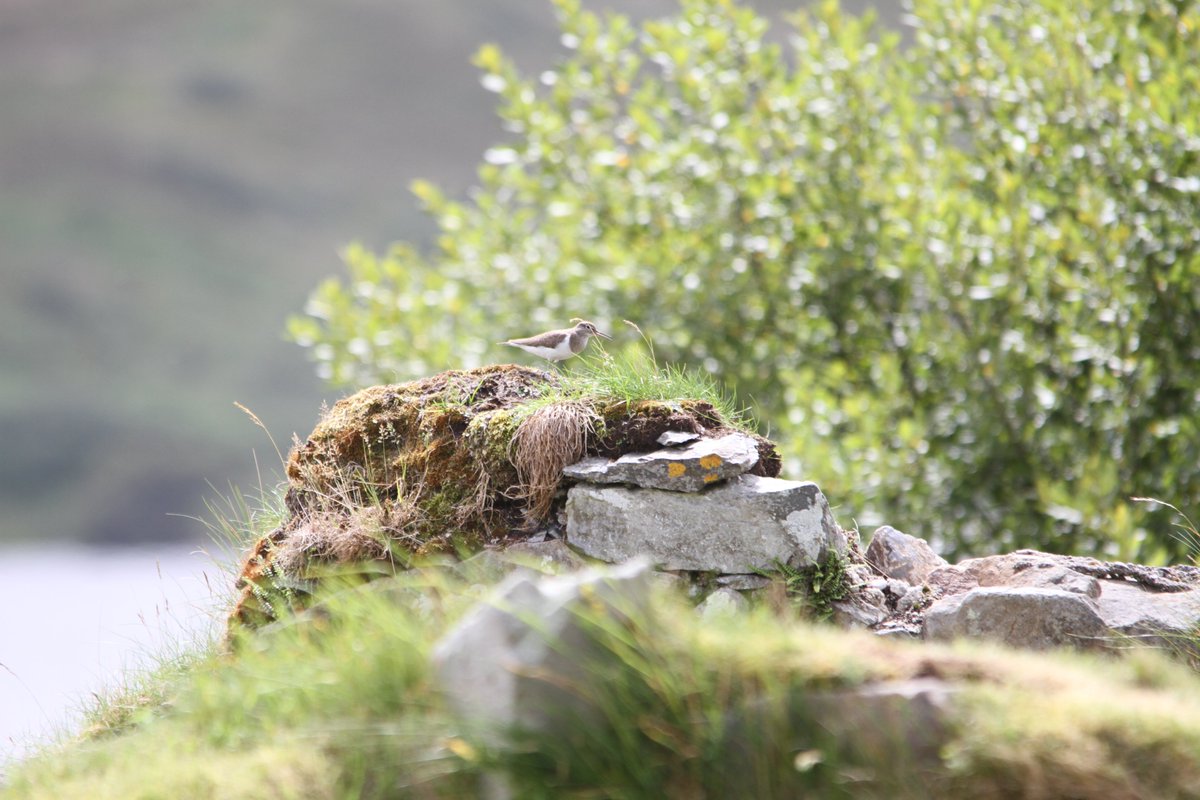 WildIslayBirds's tweet photo. We have been out &amp; about over the last few weeks checking locations &amp; wildlife and everything still seems to be there. There are deer on the hills, otter along the shore and plenty of birds about. So here are some things that fly. Hopefully  we will open bookings again soon. https://t.co/up6dtZFKyu