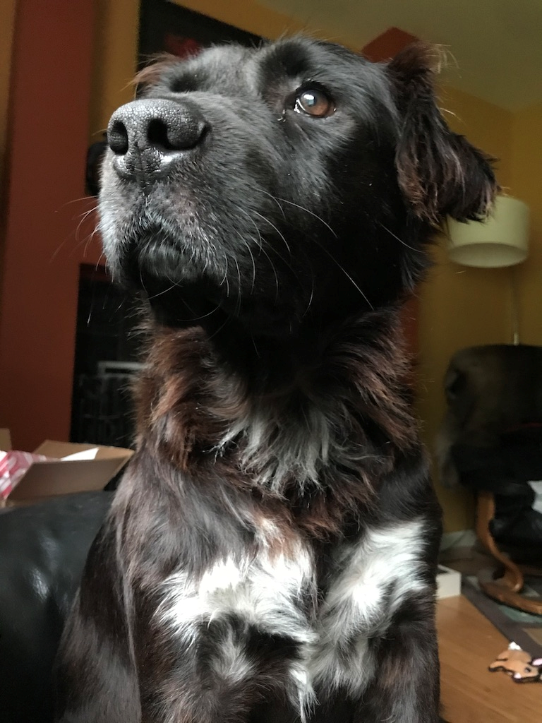 ASEE_DC's tweet photo. #PetsofASEE
Meet Sampson, a proud pet of ASEE member William Guilford. This pup loves a good bully stick before bedtime.
#Dogs #cute #dogsoftwitter #Pets #Engineeringpets https://t.co/g32XglBEWz