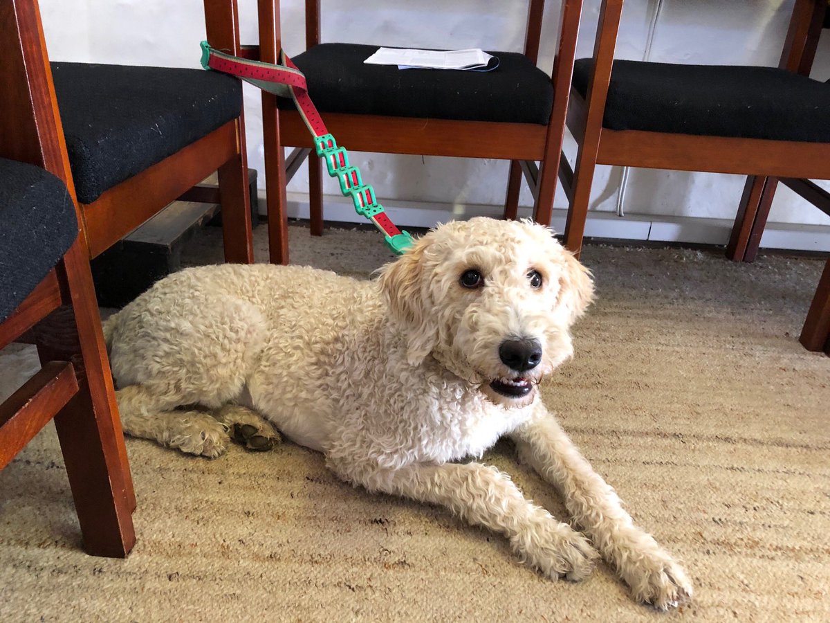 CastorChurch's tweet image. A return to ringing 🔔 
In addition to a return to public worship, our bell ringers also returned to church on Sunday and up in the tower we were delighted to welcome back Maggie, Stuart, Julian, Steve, David &amp;amp; Blodwen 🐶It was a delight to once again hear our beautiful bells 😊