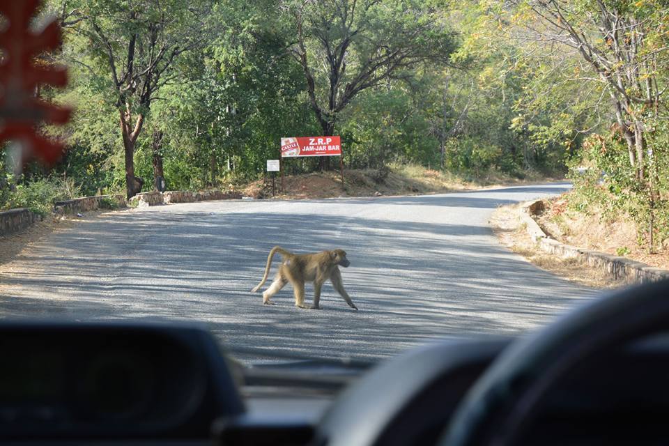 KaribaHolidays's tweet photo. Monkeying around in #Kariba. Baboons are ubiquitous in this resort town. https://t.co/EIq8BMfrBQ