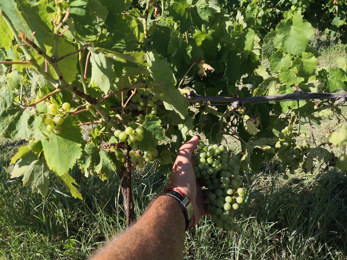 Offlicenseroma's tweet photo. 🍇On the Road🍇
Visiting vineyards is an extremely important part of our job here at Johnny's Off License.
Appart from the wine tastings, we get valuable insights into the production methods, history and goals of the vineyard.
Which we pass on through the wines we sell. https://t.co/YeQdlNBjqP