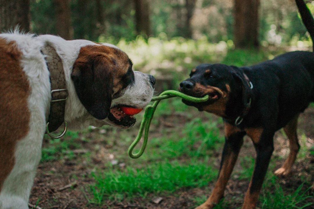4Bfusa's tweet photo. Happy #4bfterrifictoytuesday!  Moose &amp; Cobra are tugging away on their camping trip and we hope you have the best day with the best toy too!  What’s your favorite toy right now?

https://t.co/kcpmkeaBlq

📸Photo by @canadianmountainboys https://t.co/u04pBmPlZ3
