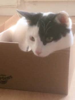 AlanDaffern's tweet photo. #StillMissing Bobby male #WhiteAndBlackCat - #Lost 10th of May 2018 - #Eccles #GreaterManchester #M30 - #Neutered & #Microchipped - Distinctive characteristics - Mainly white with black patches and a black tail
https://t.co/ZkN4wbmIb7
#helpfindbobby #nevergiveup #scanme https://t.co/u1RFwKiCcb