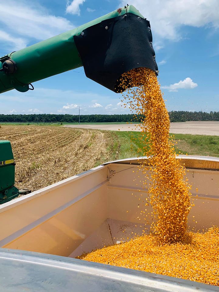 nfrec_sv's tweet photo. Here are a few harvest scenes from a local on-farm corn fertilizer trial. We greatly appreciate the partnerships and opportunities created by local producers and allied industry partners. π½π½π½
#UFIFASExtension #cornresearch #cornharvest #datacollection #CornBMPs #suwanneevalley https://t.co/eTdde597fz