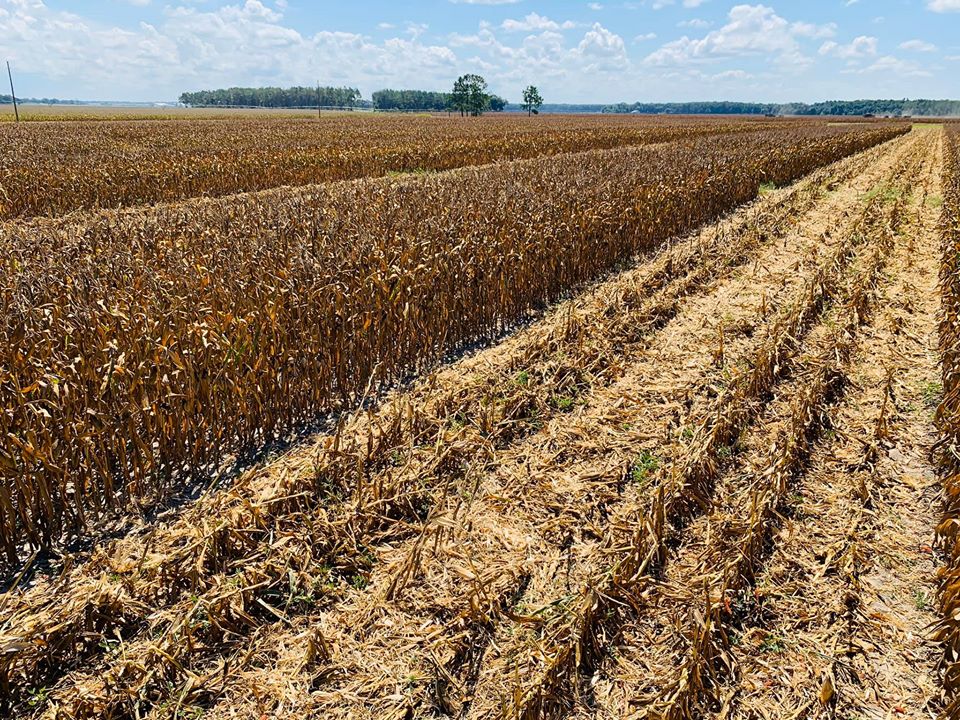 nfrec_sv's tweet photo. Here are a few harvest scenes from a local on-farm corn fertilizer trial. We greatly appreciate the partnerships and opportunities created by local producers and allied industry partners. π½π½π½
#UFIFASExtension #cornresearch #cornharvest #datacollection #CornBMPs #suwanneevalley https://t.co/eTdde597fz