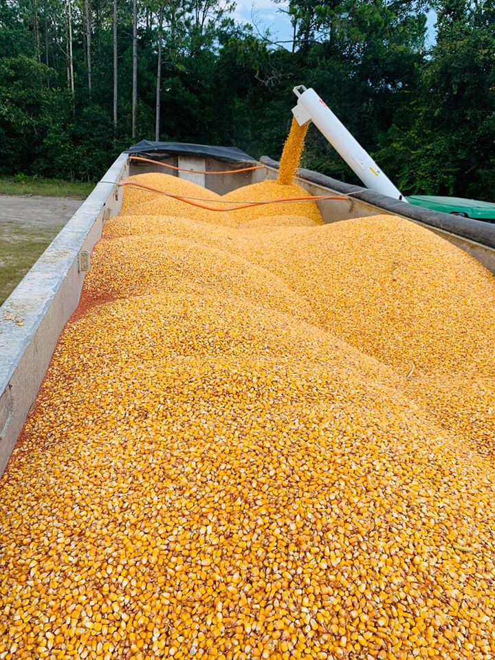 nfrec_sv's tweet photo. Here are a few harvest scenes from a local on-farm corn fertilizer trial. We greatly appreciate the partnerships and opportunities created by local producers and allied industry partners. π½π½π½
#UFIFASExtension #cornresearch #cornharvest #datacollection #CornBMPs #suwanneevalley https://t.co/eTdde597fz