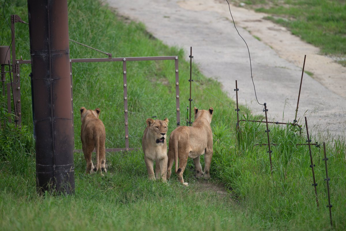 Uber Tiger トラネコとライオンネコ على تويتر ライオンは縄張り意識が強い動物なので みさきから来た2頭が一緒にいるとは考え難い なのでいるとしたら非公開エリアなんだろうな ライオン アドベンチャーワールド みさき公園